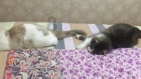 救援猫头鹰扮演者